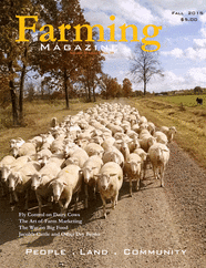 A herd of sheep walking down the road.