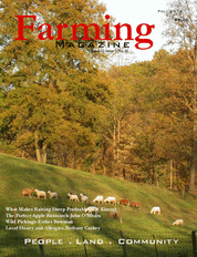 A group of cows grazing on grass in the field.