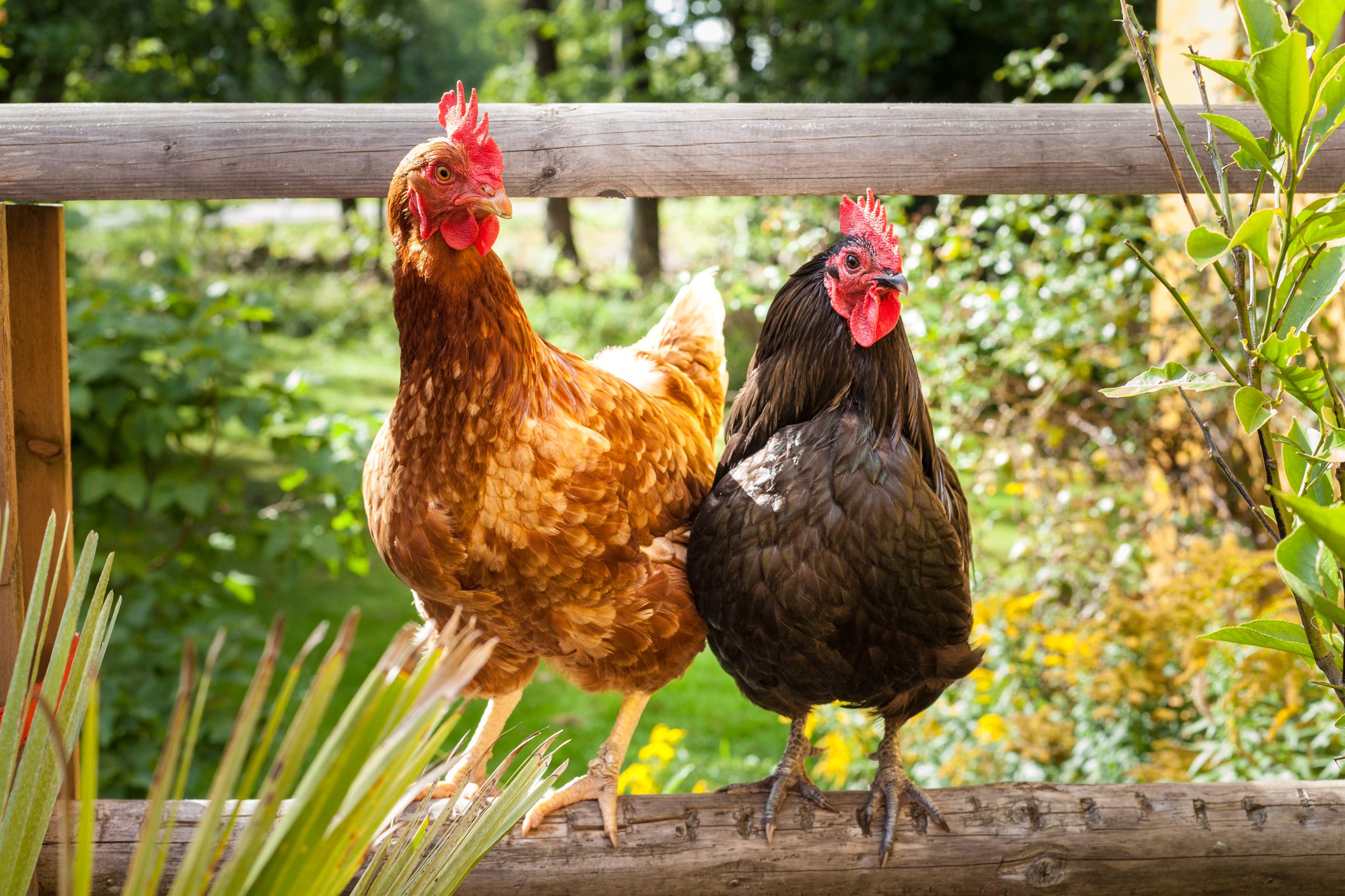 Two chickens standing on a wooden rail in the grass.