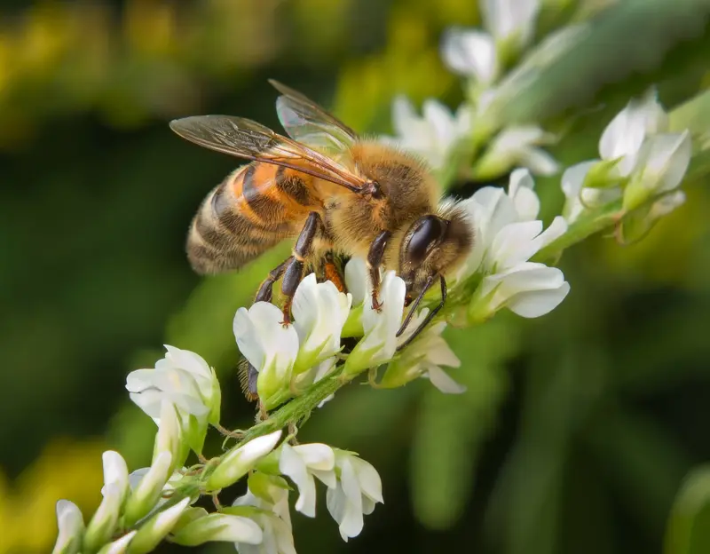 A bee is flying around on the flower.