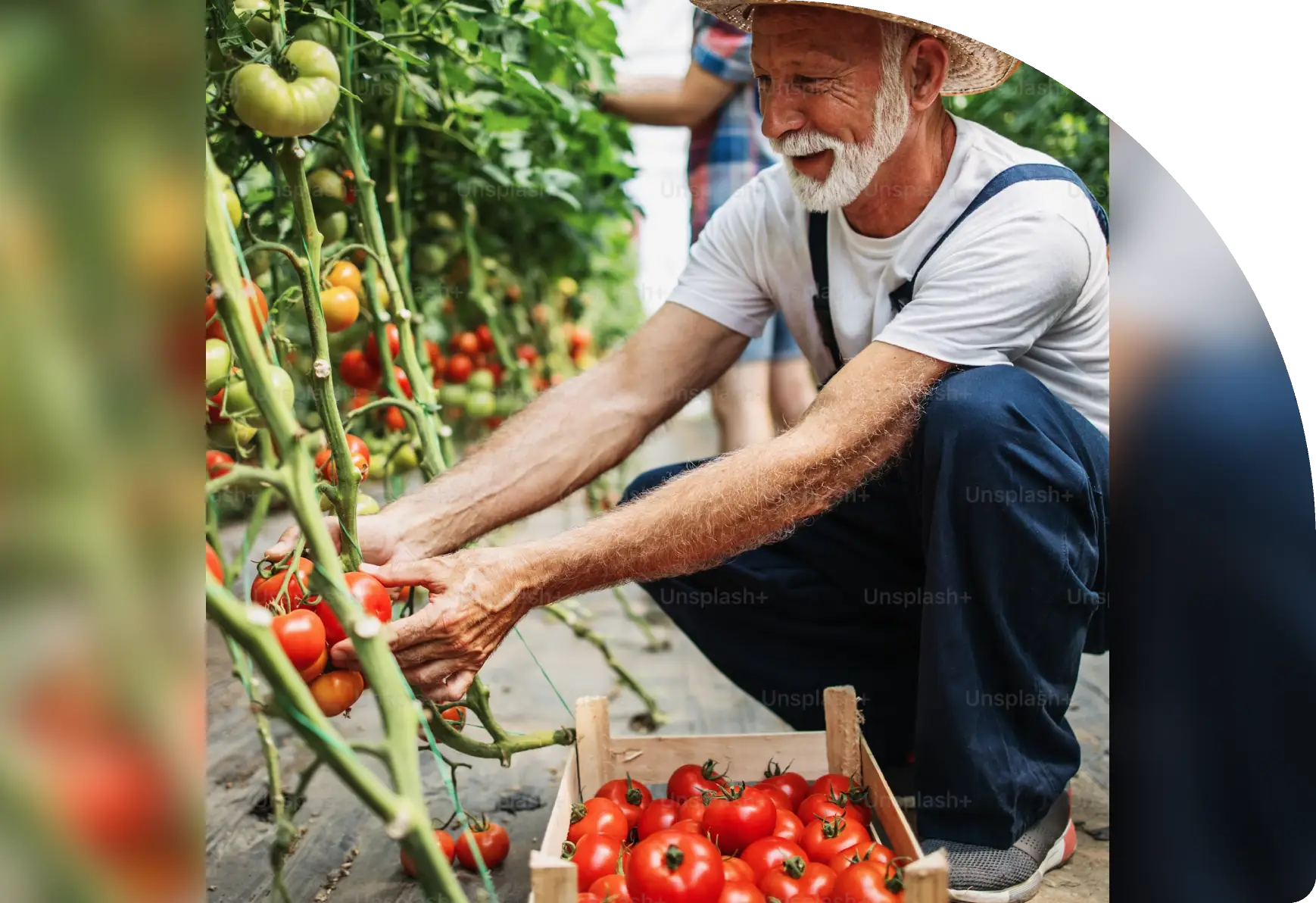 A man picking tomatoes from the vine.