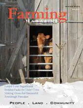 A cow standing in the doorway of a barn.